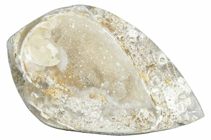 Chalcedony Replaced Gastropod With Sparkly Quartz - India #320818